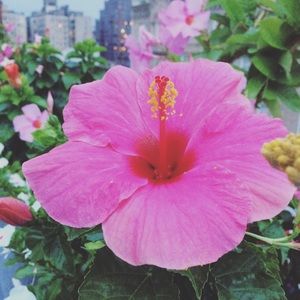 Meet your Posher, Julie